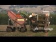 Tomato Harvest 9 1533